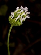 Plectritus macrocera 18-9355